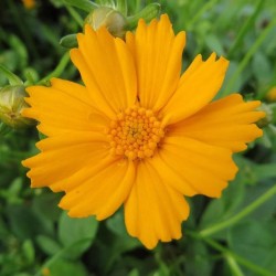 Coreopsis